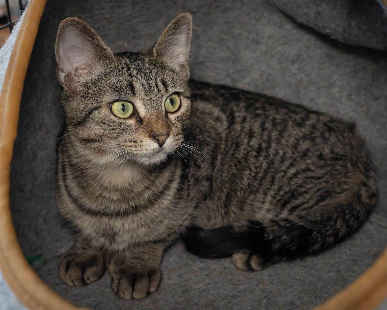 Enlarge Ande, a Adoptable Domestic Short Hair in Wilmington, NC image 1/1