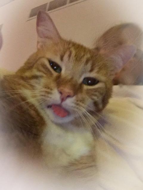 Dustin (fka Destin), Adoptable, Senior Male Domestic Short Hair.