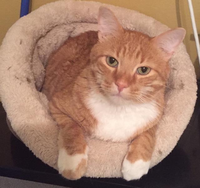 Dustin (fka Destin), Adoptable, Senior Male Domestic Short Hair.