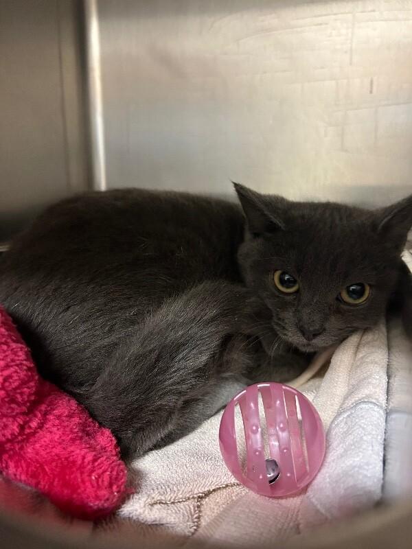 Aldi, ADOPTABLE, Kitten Female Domestic Short Hair.