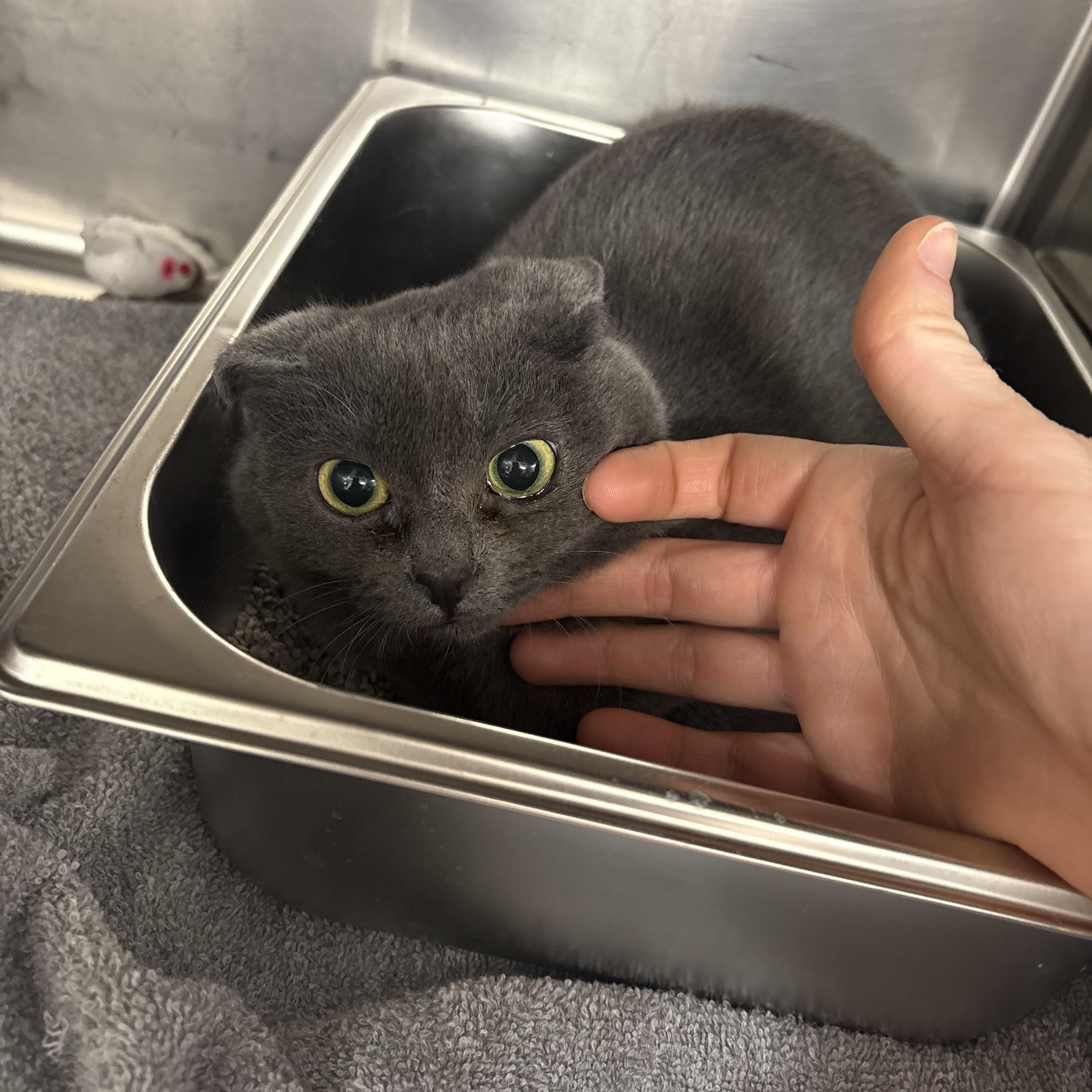 Enlarge Aldi, an adopted Domestic Short Hair in Saint Charles, MO image 2/2