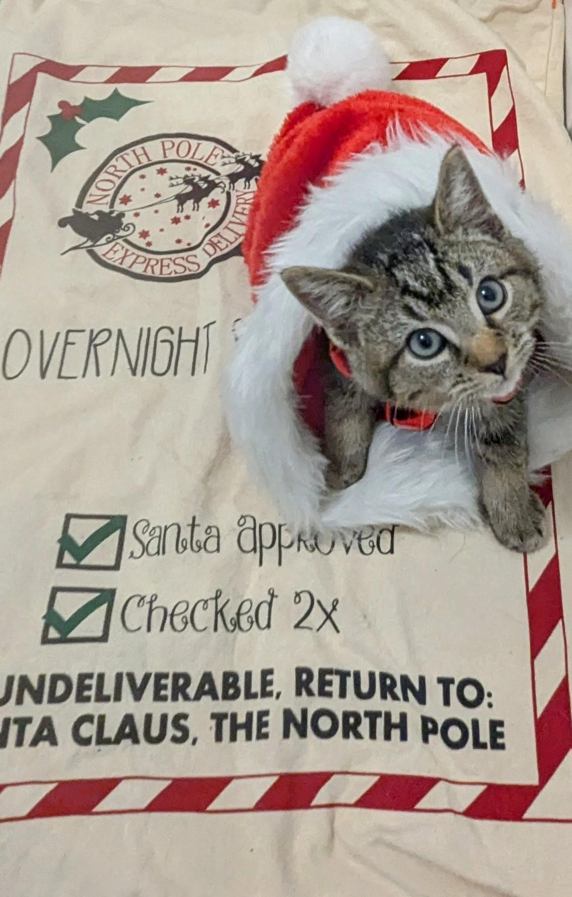 Enlarge Gingerbread, an adopted Domestic Short Hair in Chesapeake Beach, MD image 1/3