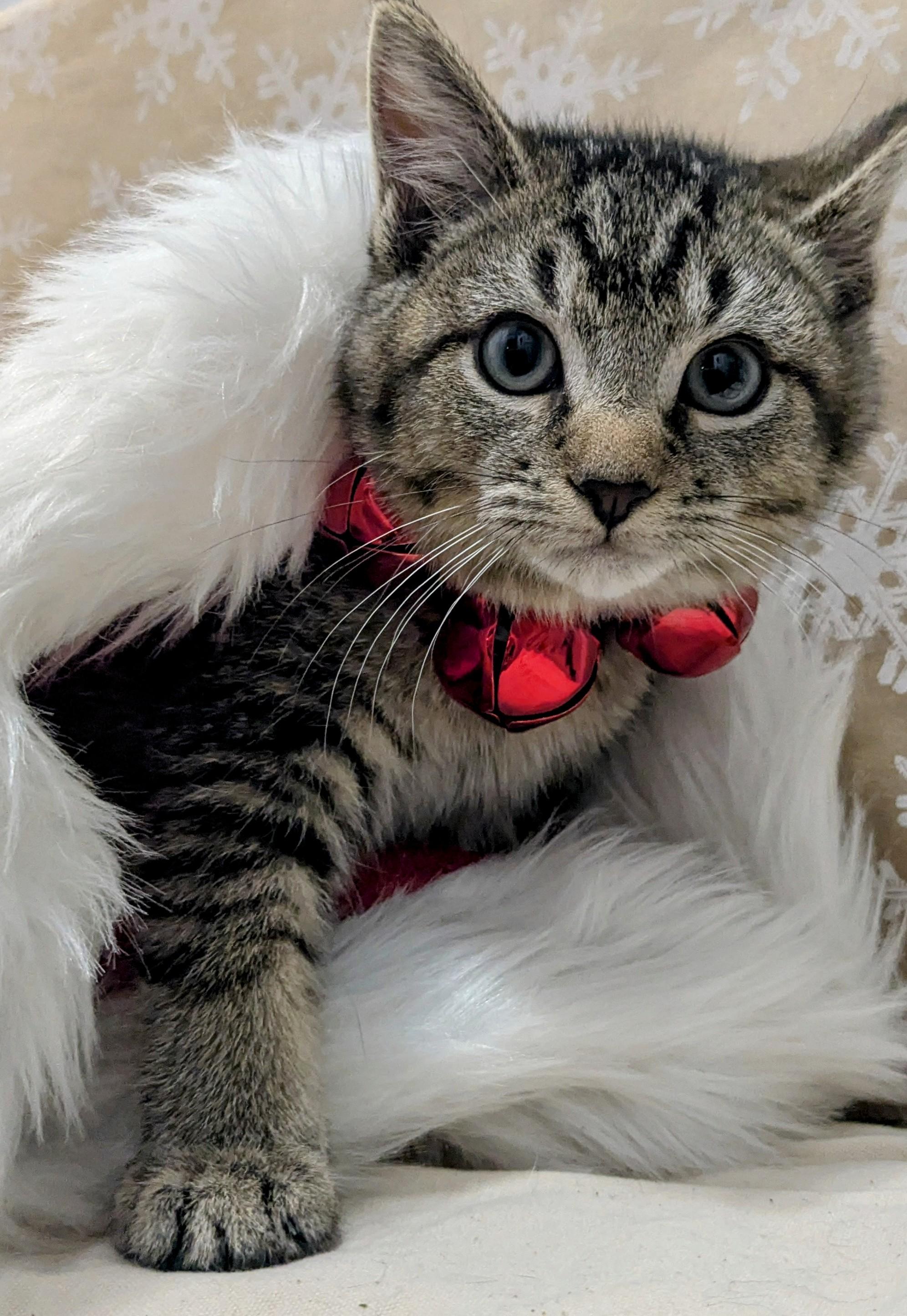 Enlarge Gingerbread, an adopted Domestic Short Hair in Chesapeake Beach, MD image 2/3