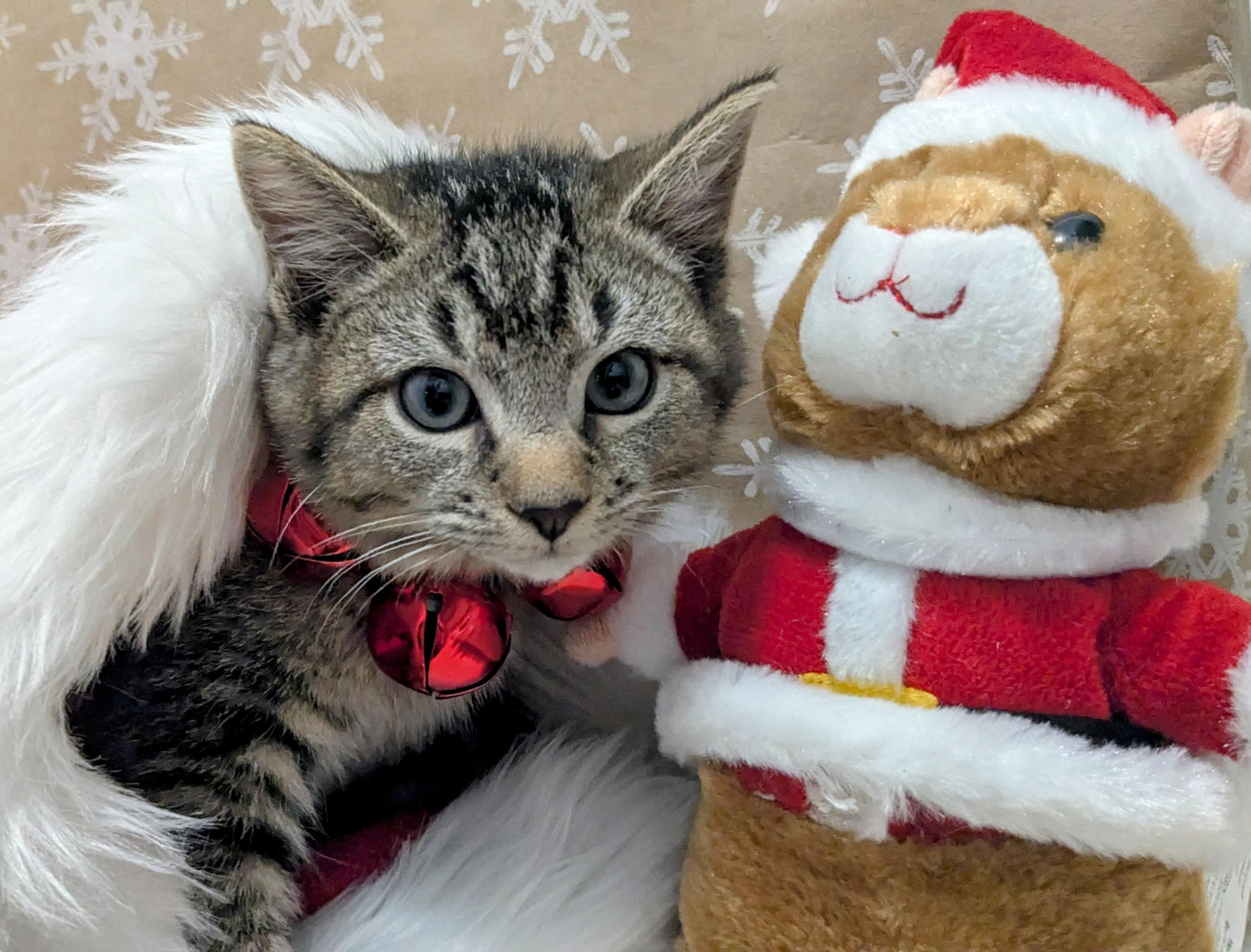 Enlarge Gingerbread, an adopted Domestic Short Hair in Chesapeake Beach, MD image 3/3