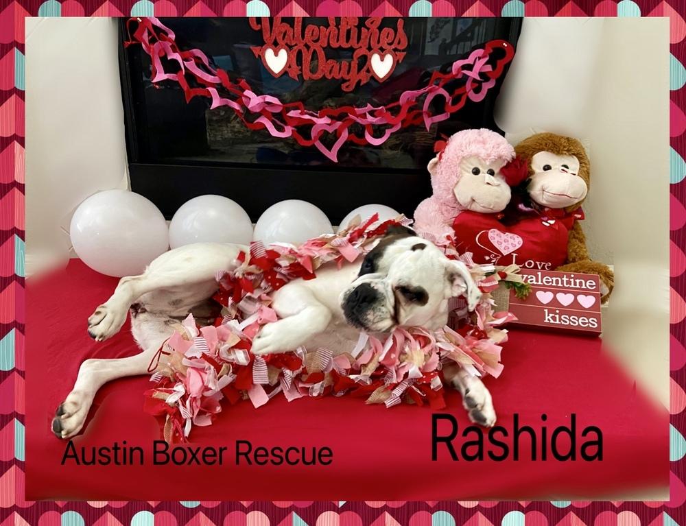 Enlarge Rashida, a Adoptable Boxer in Hewitt, TX image 1/4