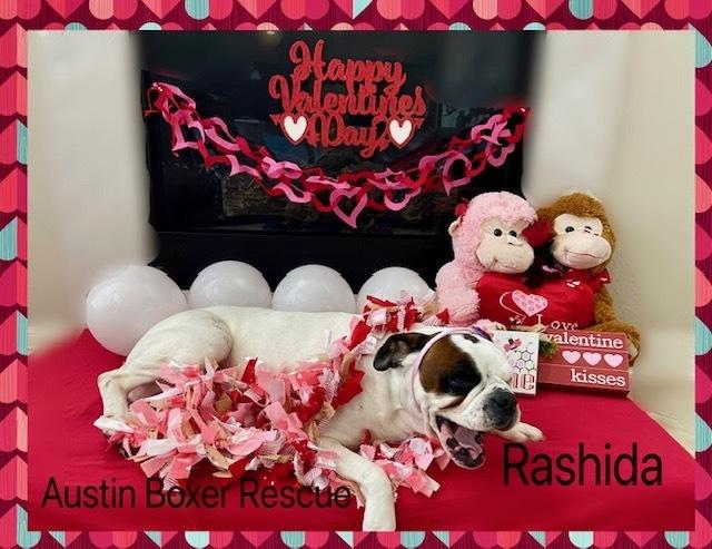 Enlarge Rashida, a Adoptable Boxer in Hewitt, TX image 2/4