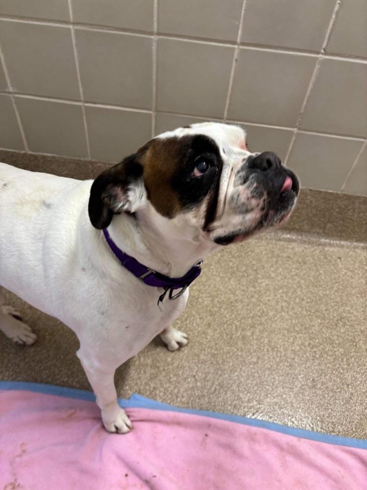 Enlarge Rashida, a Adoptable Boxer in Hewitt, TX image 3/4