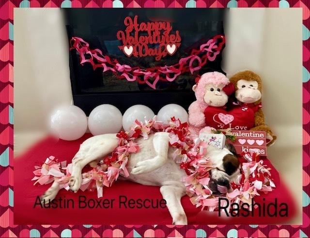 Enlarge Rashida, a Adoptable Boxer in Hewitt, TX image 4/4