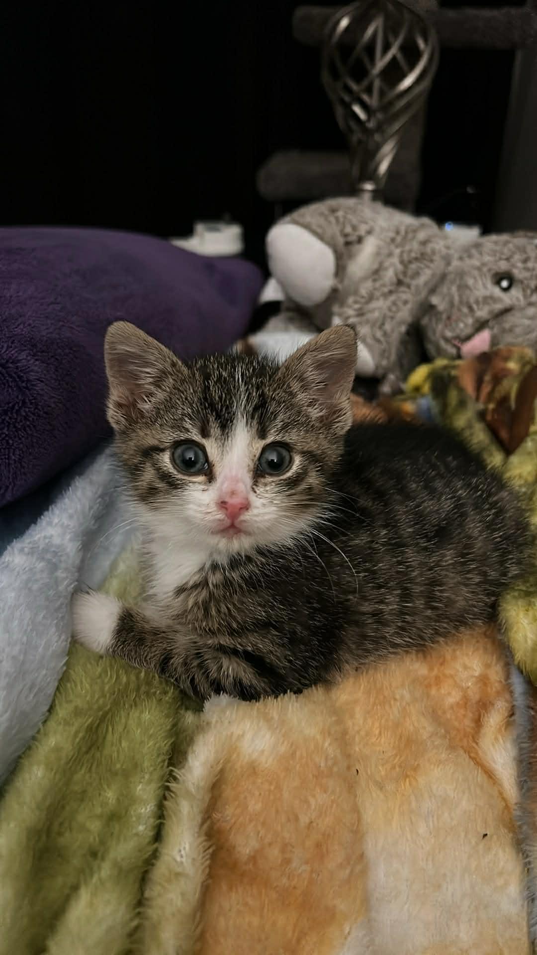 Fiona, an adopted Domestic Short Hair in Winnipeg, MB image 6/6