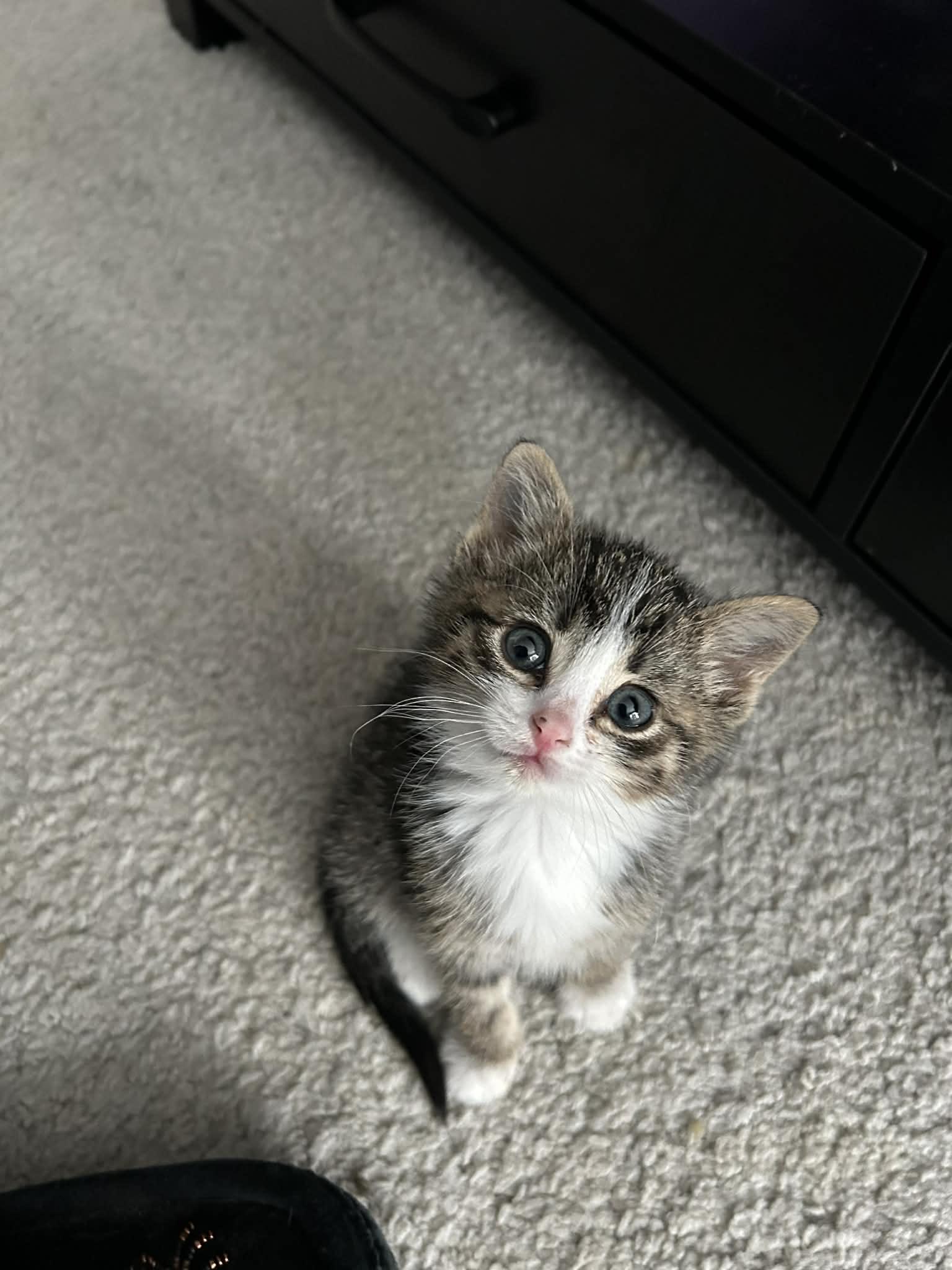 Fiona, an adopted Domestic Short Hair in Winnipeg, MB image 1/6