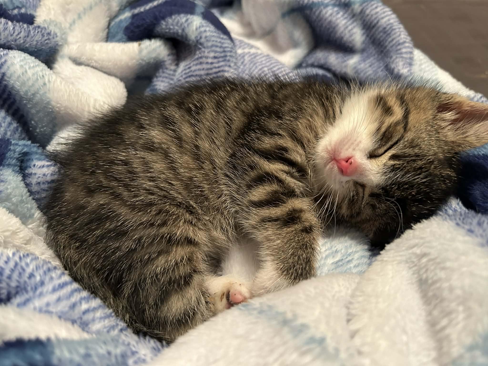 Fiona, an adopted Domestic Short Hair in Winnipeg, MB image 3/6