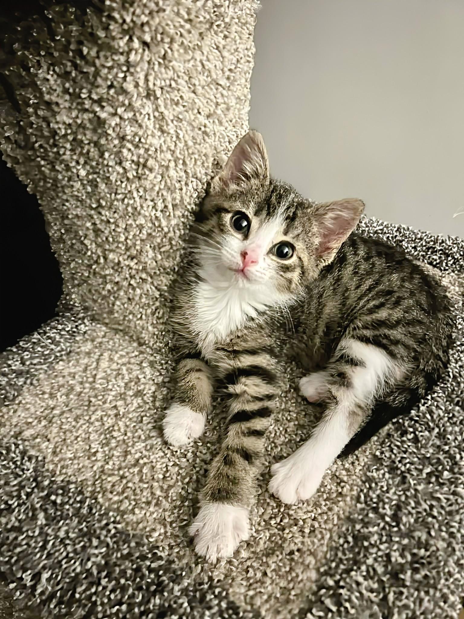 Fiona, an adopted Domestic Short Hair in Winnipeg, MB image 2/6