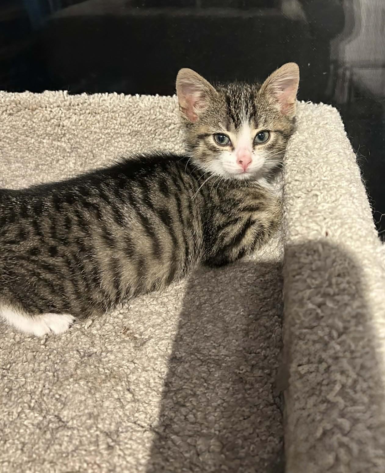 Fiona, an adopted Domestic Short Hair in Winnipeg, MB image 5/6