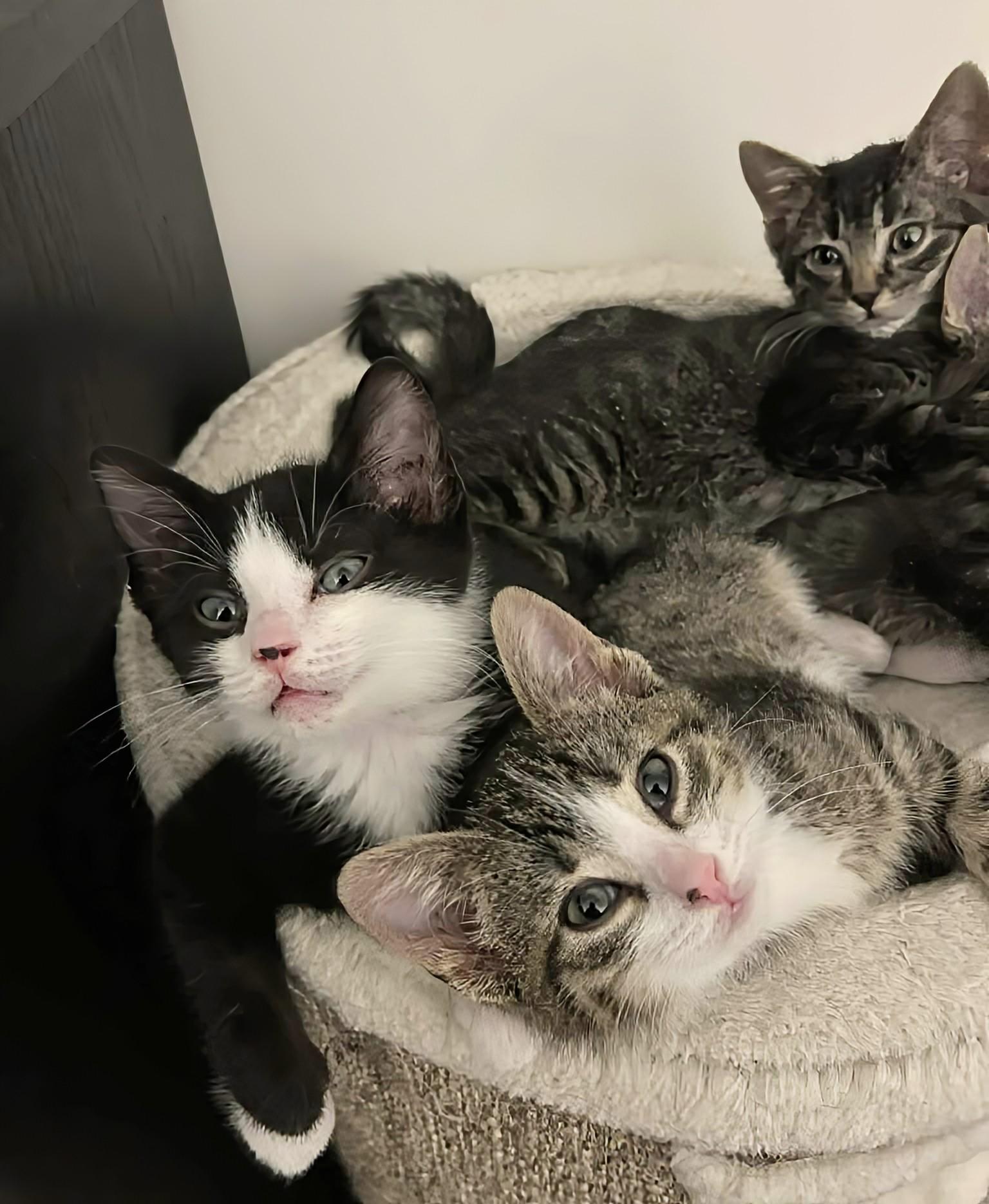 Fiona, an adopted Domestic Short Hair in Winnipeg, MB image 4/6