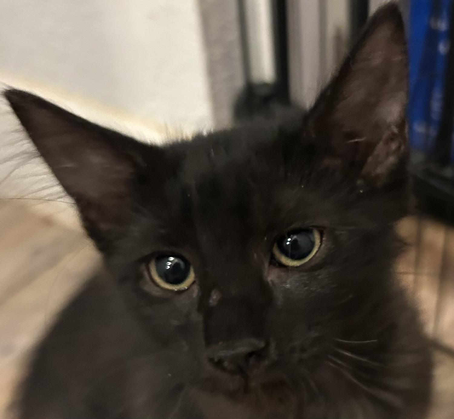 Enlarge Esmarie, a Adoptable mixed breed in Fair Oaks, CA image 1/1