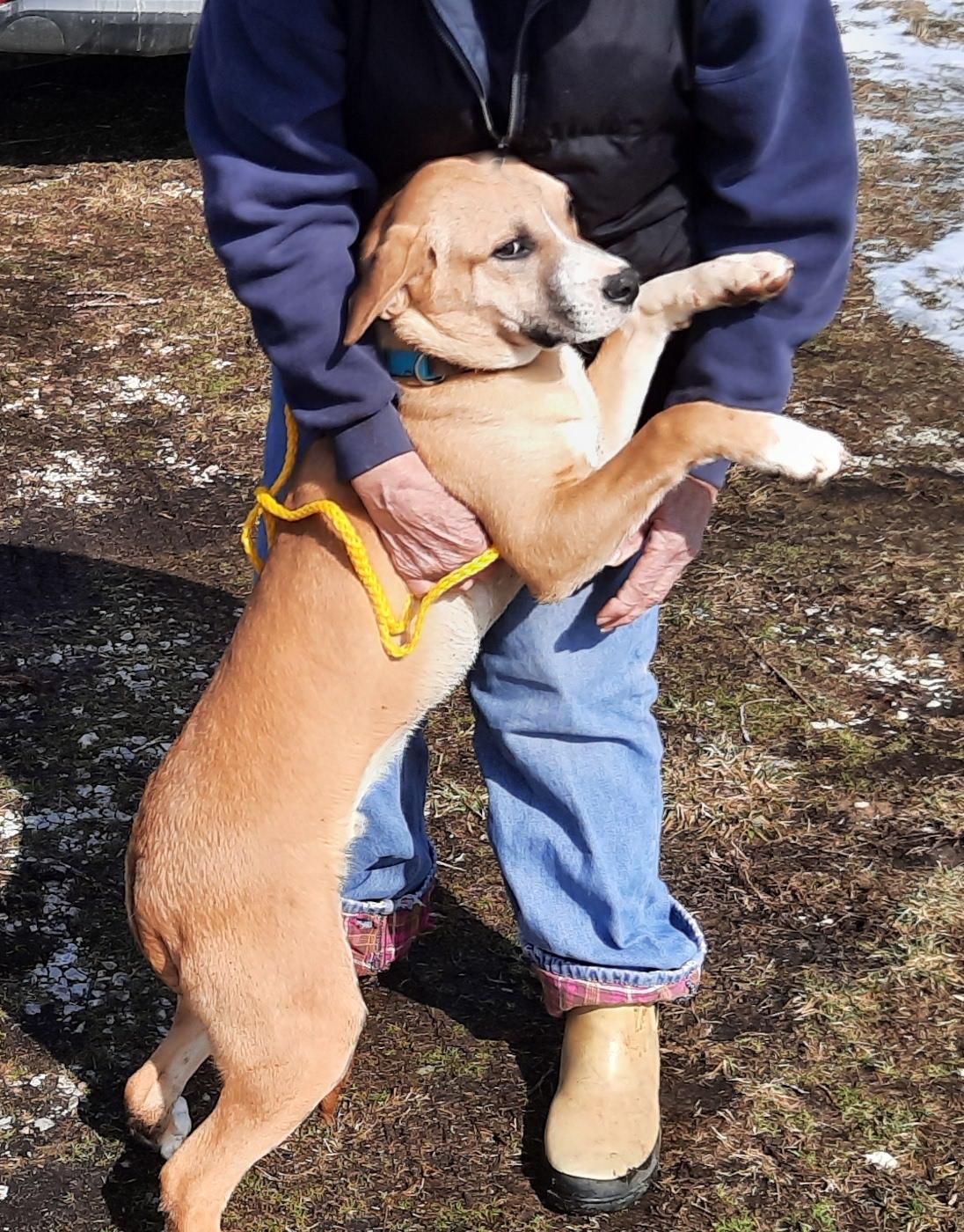 Valor, Young Male Yellow Labrador Retriever