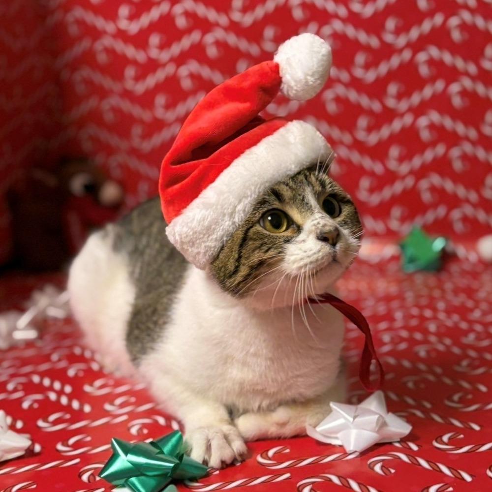 Enlarge Everett, a Adoptable Domestic Short Hair in Chehalis, WA image 1/1