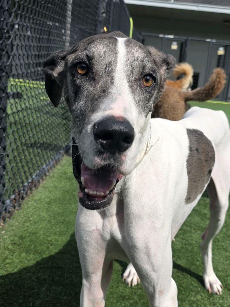 Grayce, ADOPTABLE, Adult Female Great Dane.