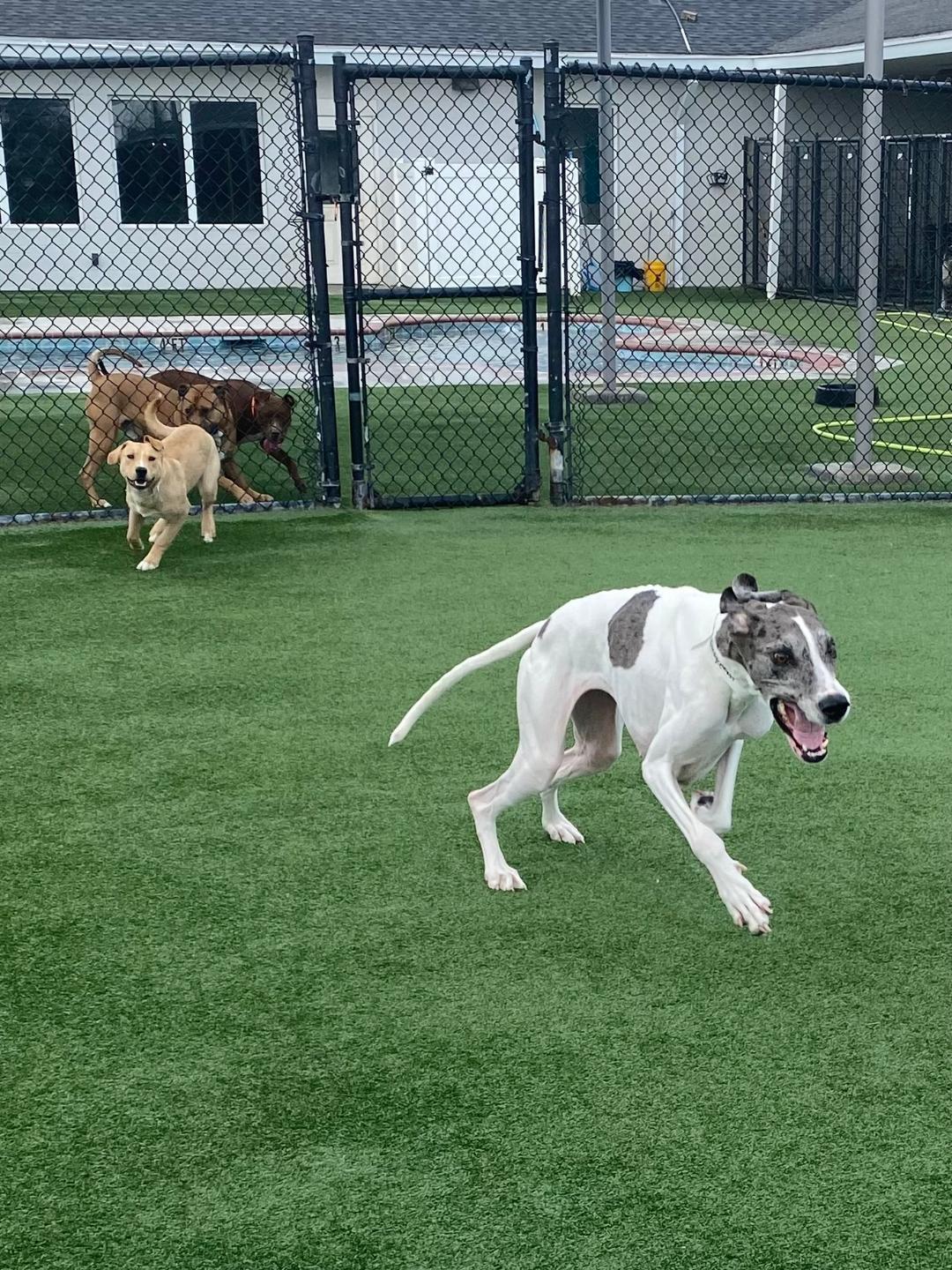 Enlarge Grayce, a ADOPTABLE Great Dane in Houston, TX image 4/5