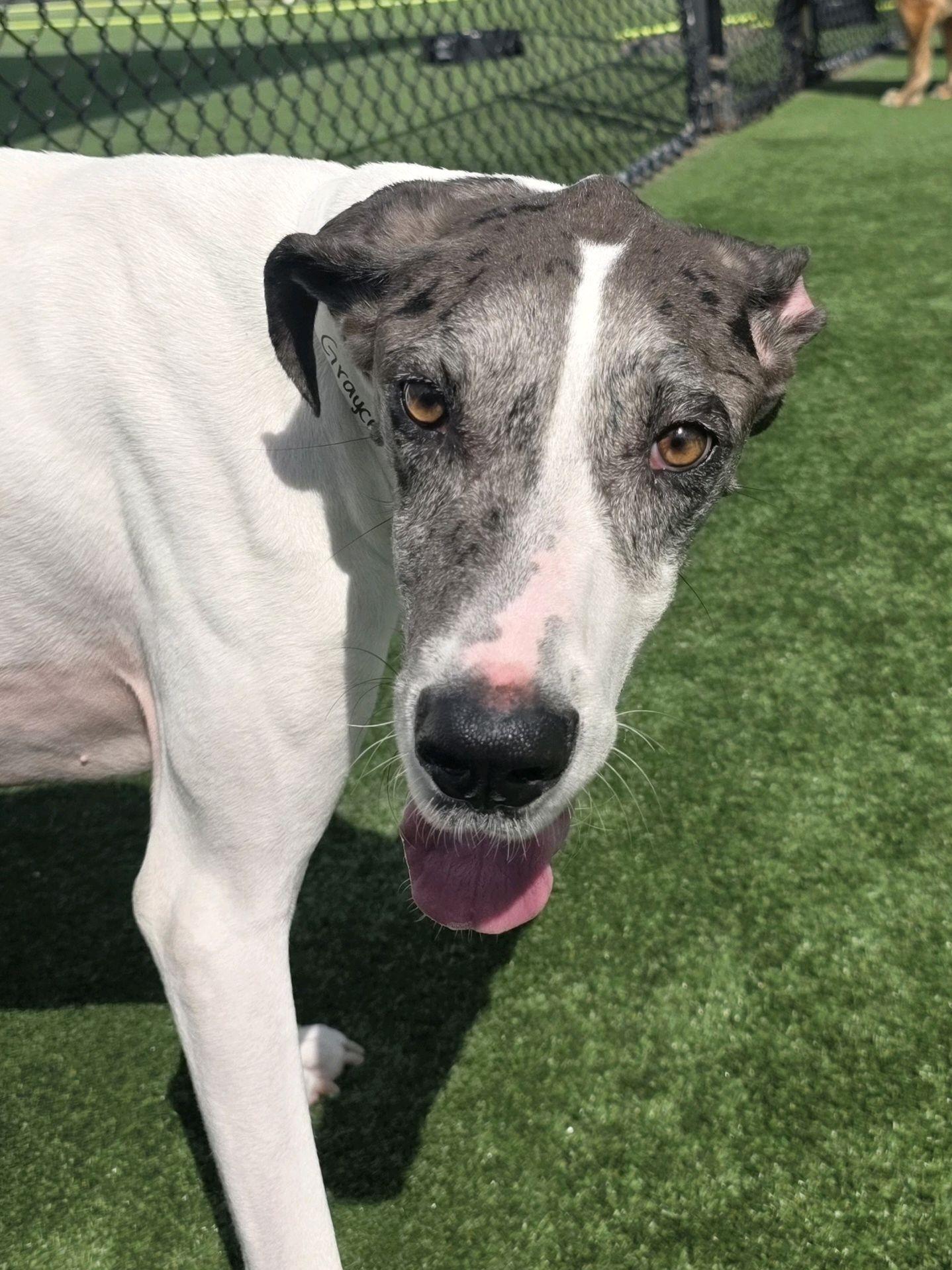 Enlarge Grayce, a ADOPTABLE Great Dane in Houston, TX image 2/5