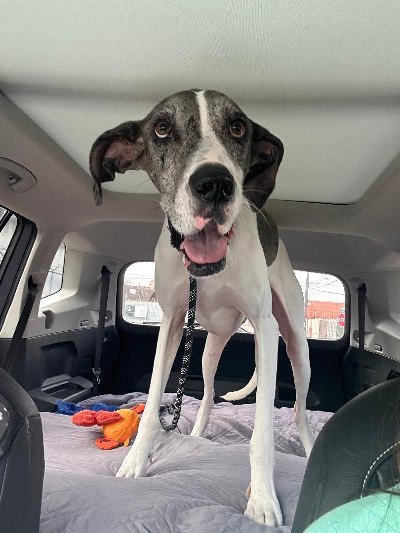 Enlarge Grayce, a ADOPTABLE Great Dane in Houston, TX image 3/5