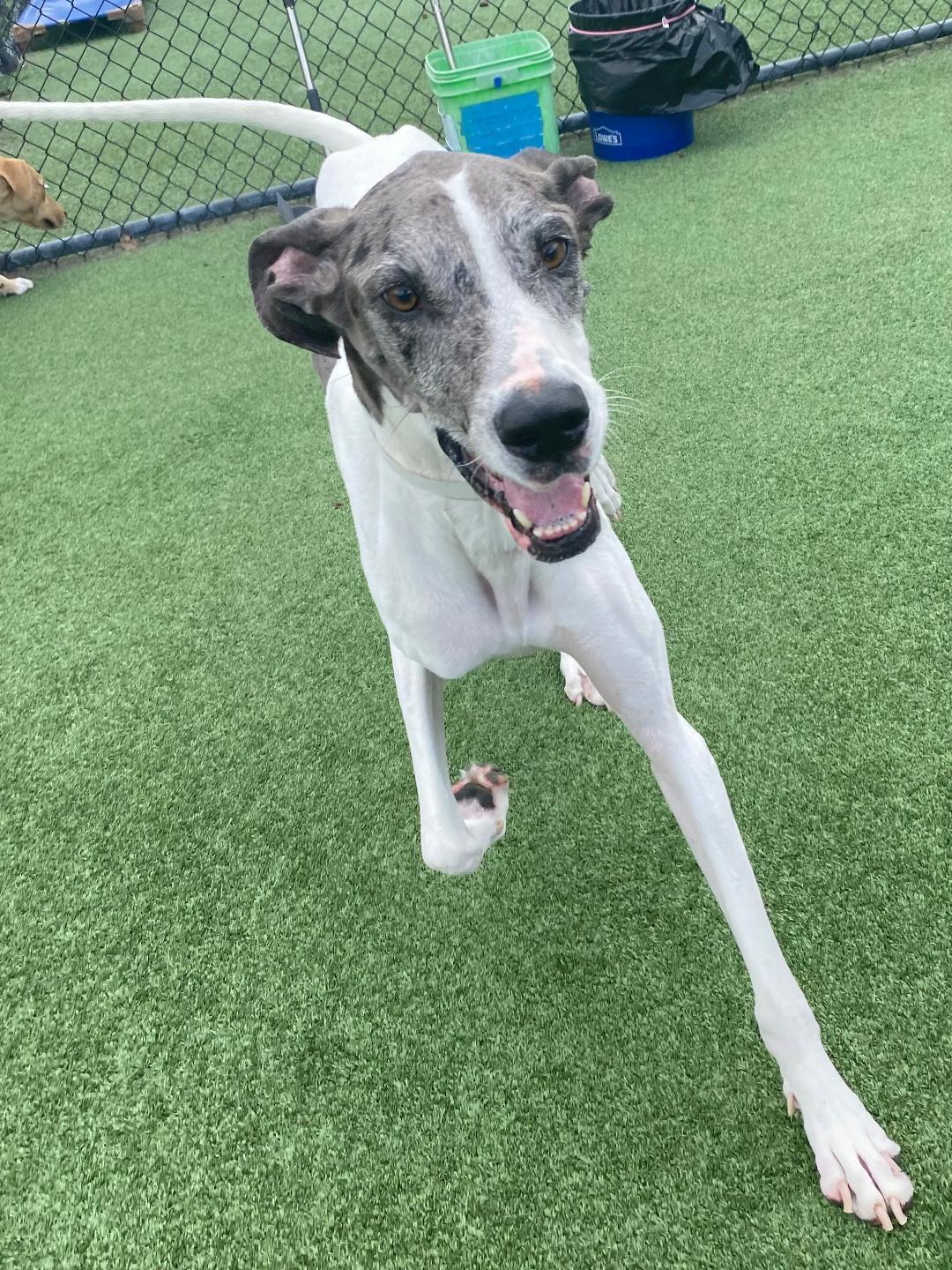 Enlarge Grayce, a ADOPTABLE Great Dane in Houston, TX image 5/5