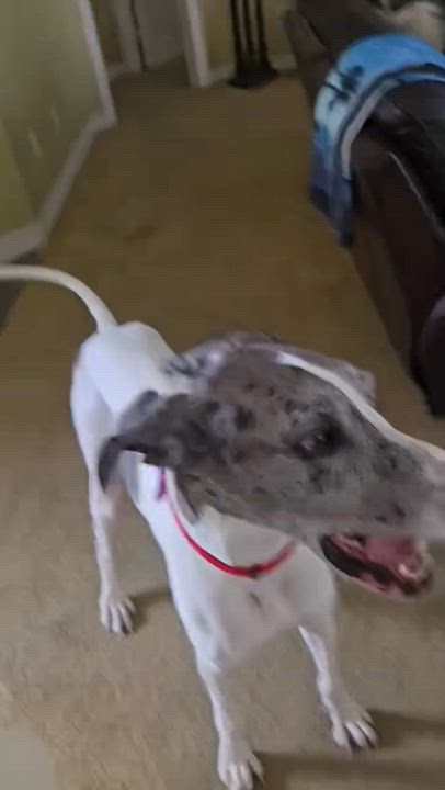 Enlarge Grayce, a ADOPTABLE Great Dane in Houston, TX video 3/6