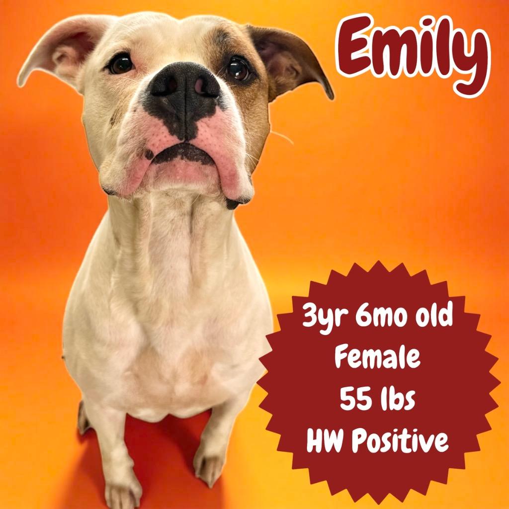 Enlarge Emily, a Adoptable mixed breed in Sorrento, LA image 1/1