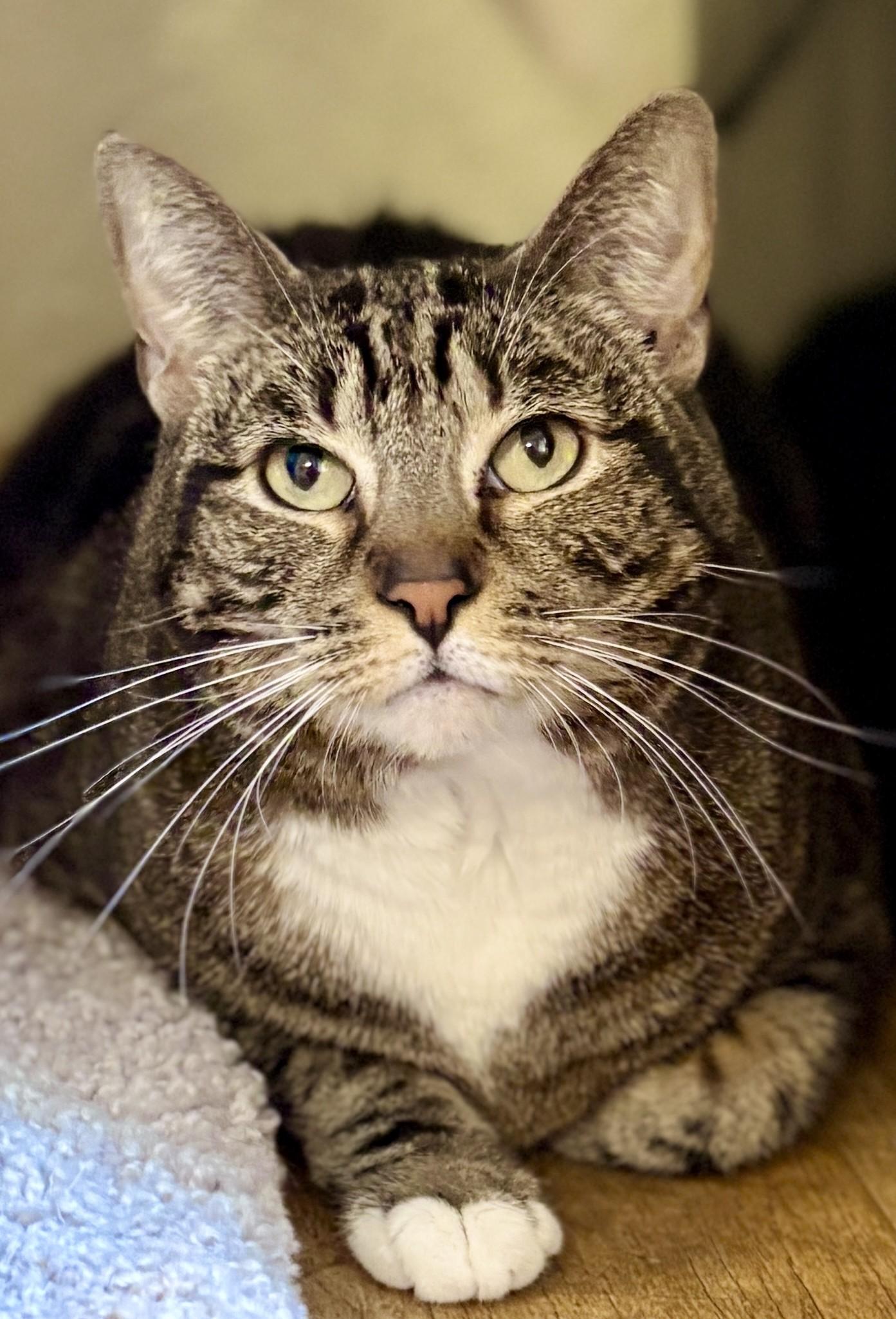 BONBON, an adopted Tabby in Prescott, AZ image 1/2