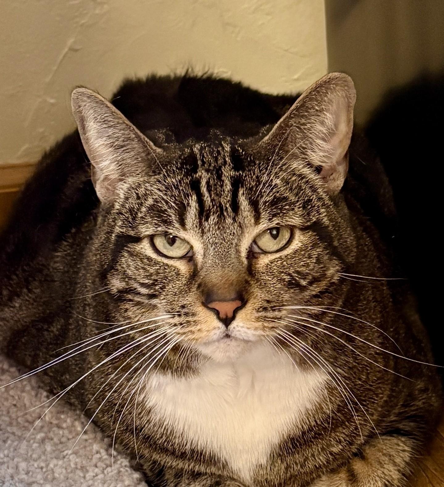 BONBON, an adopted Tabby in Prescott, AZ image 2/2