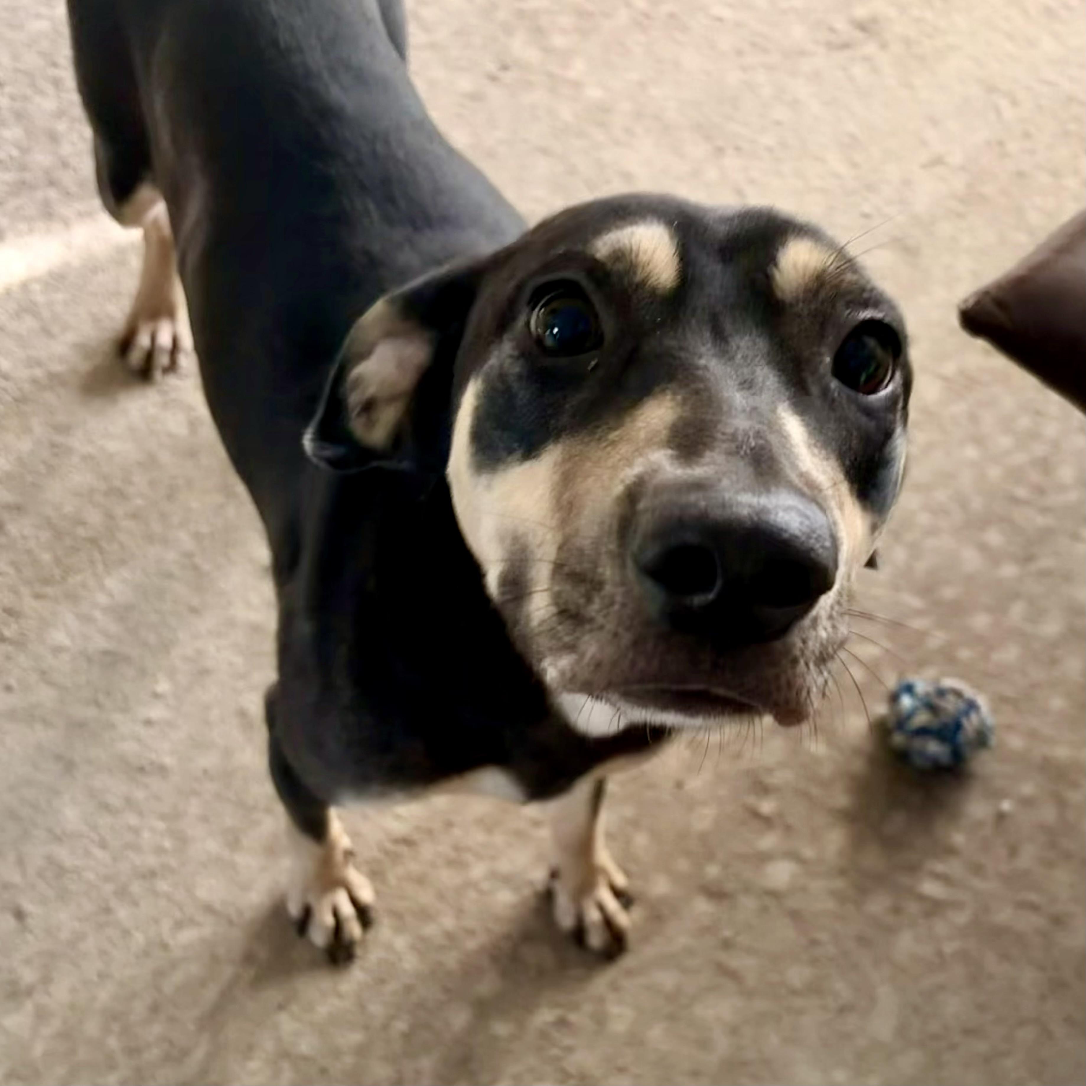 Enlarge Belle, a Adoptable mixed breed in Pilot Point, TX image 3/3