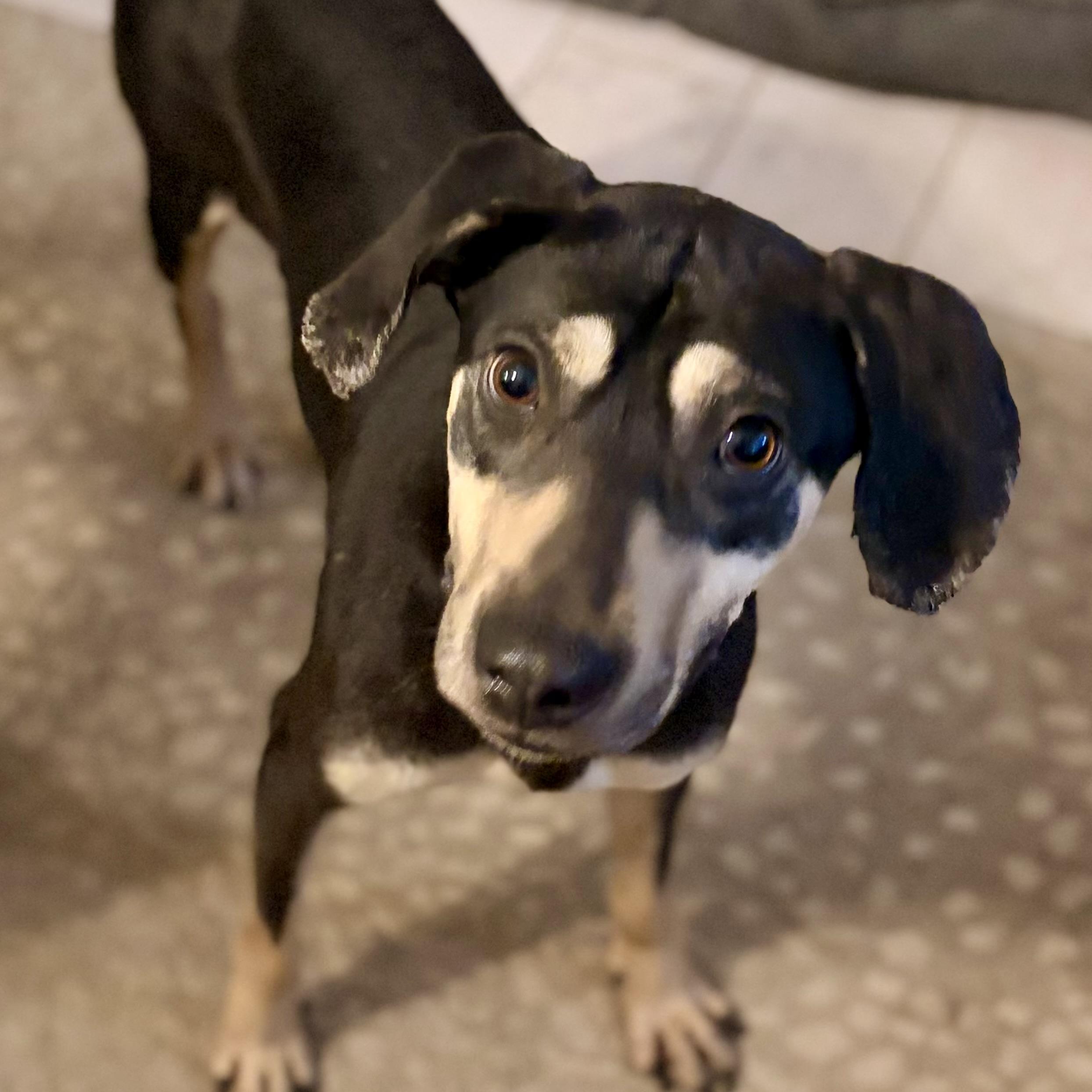 Enlarge Belle, a Adoptable mixed breed in Pilot Point, TX image 1/3