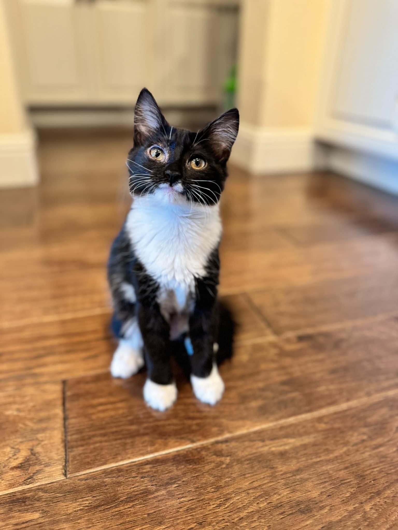 Enlarge Golda, a Adopted Tuxedo in Salida, CA image 1/1