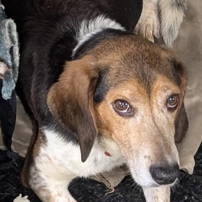 Enlarge Paw Paw, an adoptable mixed breed in Barrington Hills, IL image 3/3