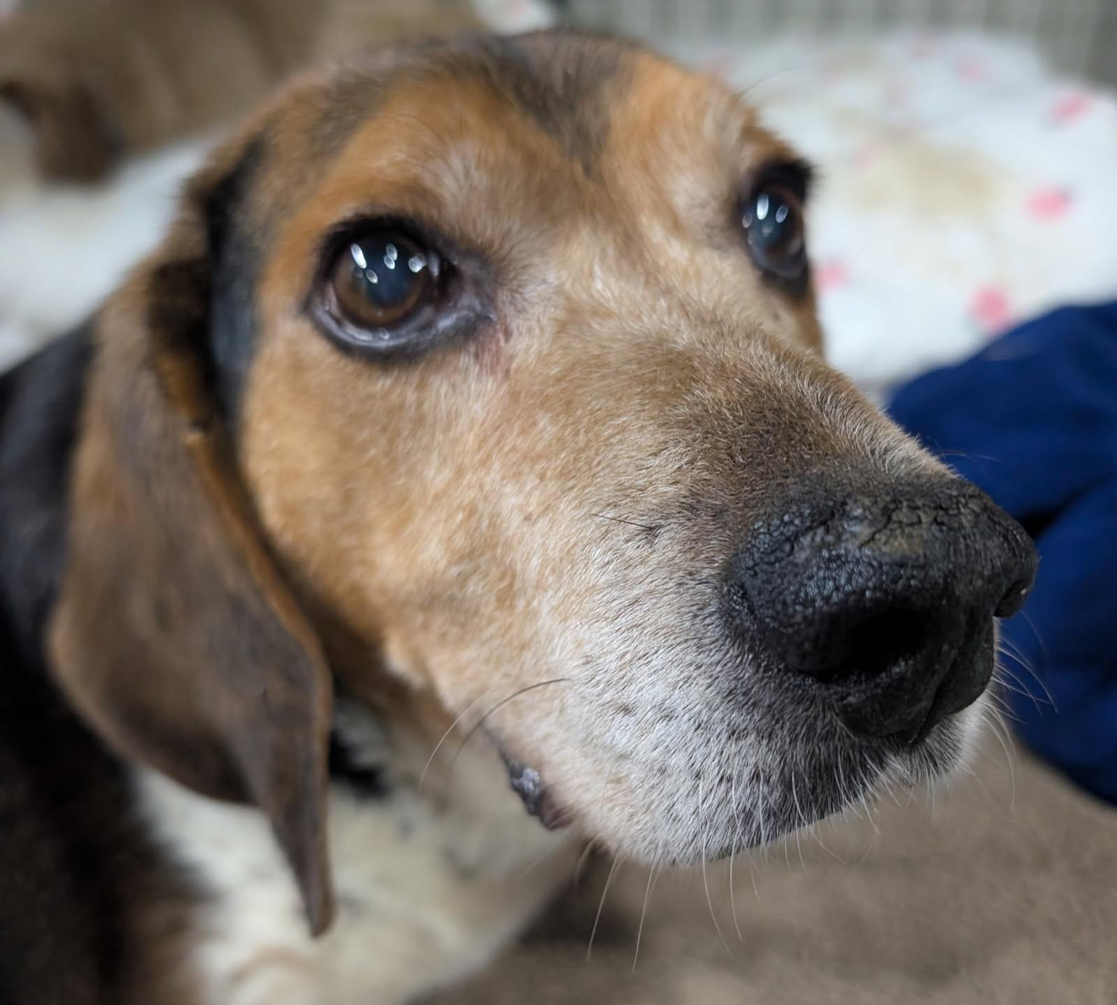Paw Paw, an adoptable mixed breed in Barrington Hills, IL image 1/4