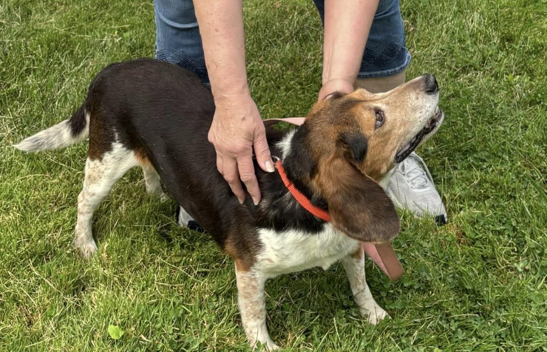 Enlarge Paw Paw, an adoptable mixed breed in Barrington Hills, IL image 2/3