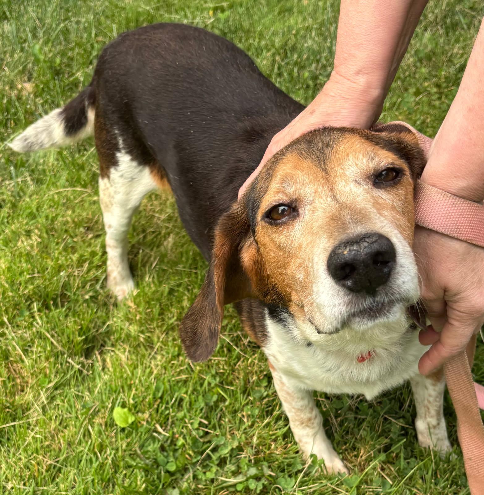 Enlarge Paw Paw, an adoptable mixed breed in Barrington Hills, IL image 1/3