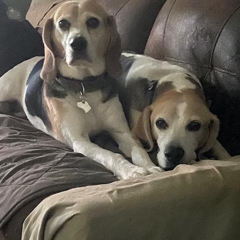 Arkya/Bella, Adoptable, Senior Female Treeing Walker Coonhound.