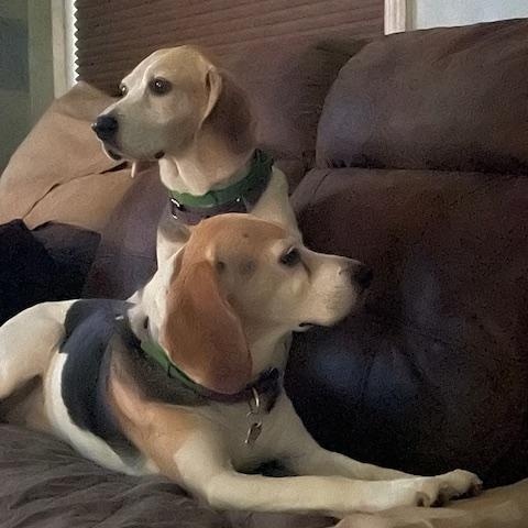 Arkya/Bella, a Adoptable Treeing Walker Coonhound in Mechanic Falls, ME image 2/2