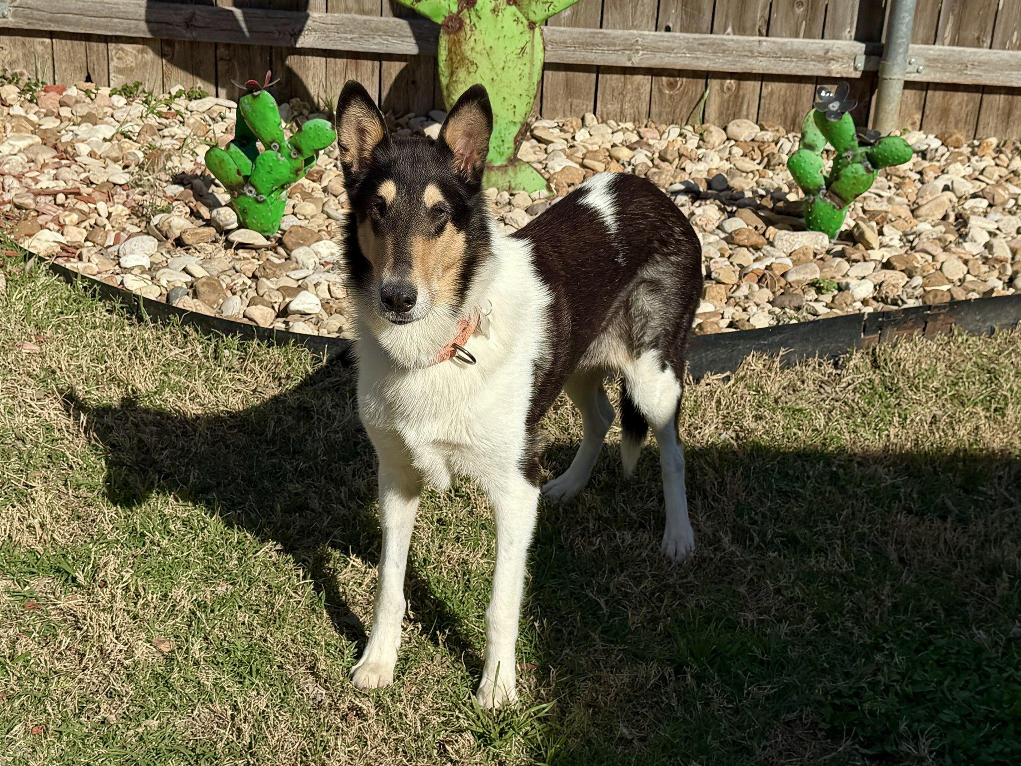 Enlarge Grace, a ADOPTABLE Smooth Collie in Missouri City, TX image 3/3