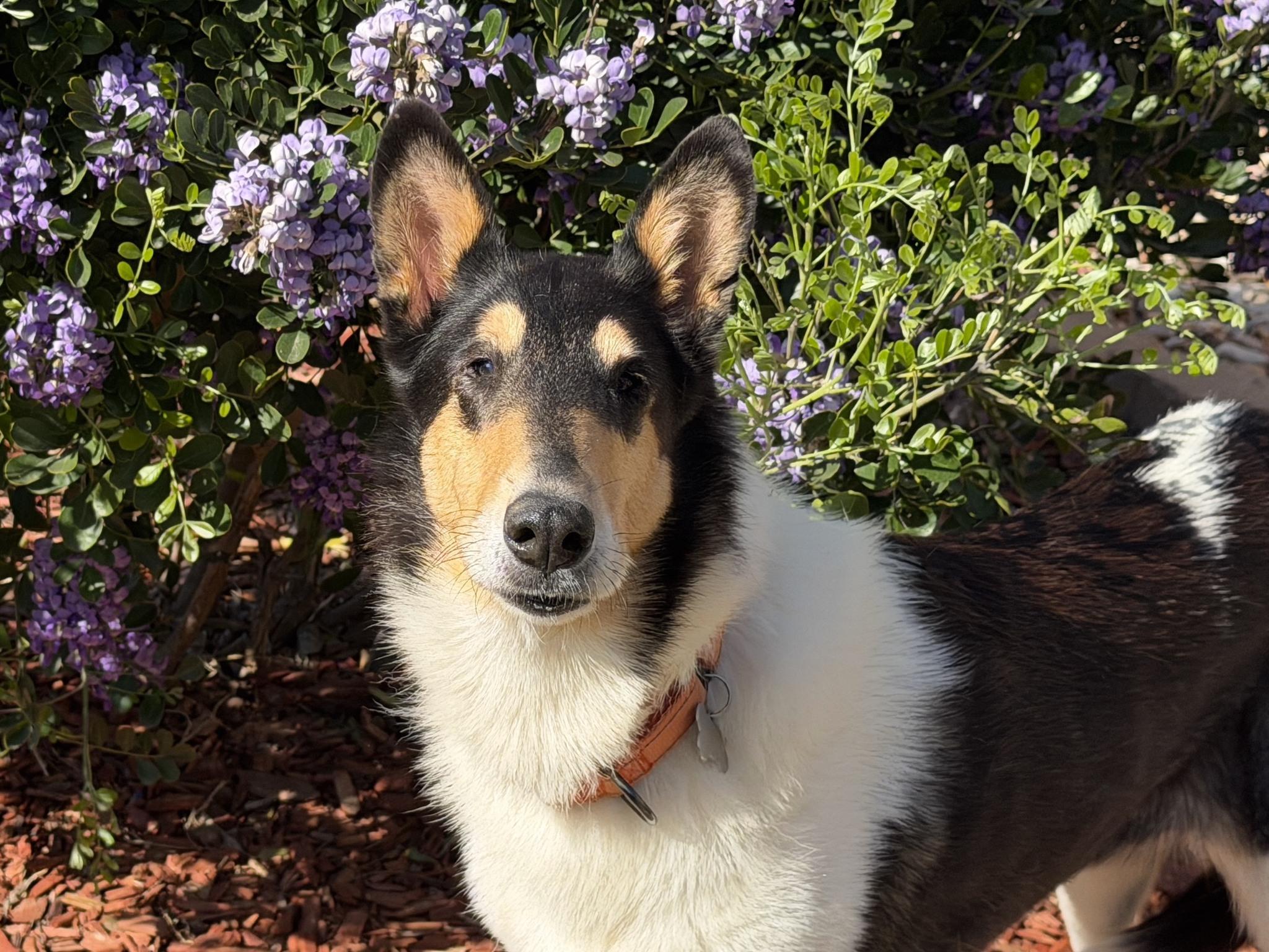 Enlarge Grace, a ADOPTABLE Smooth Collie in Missouri City, TX image 1/3