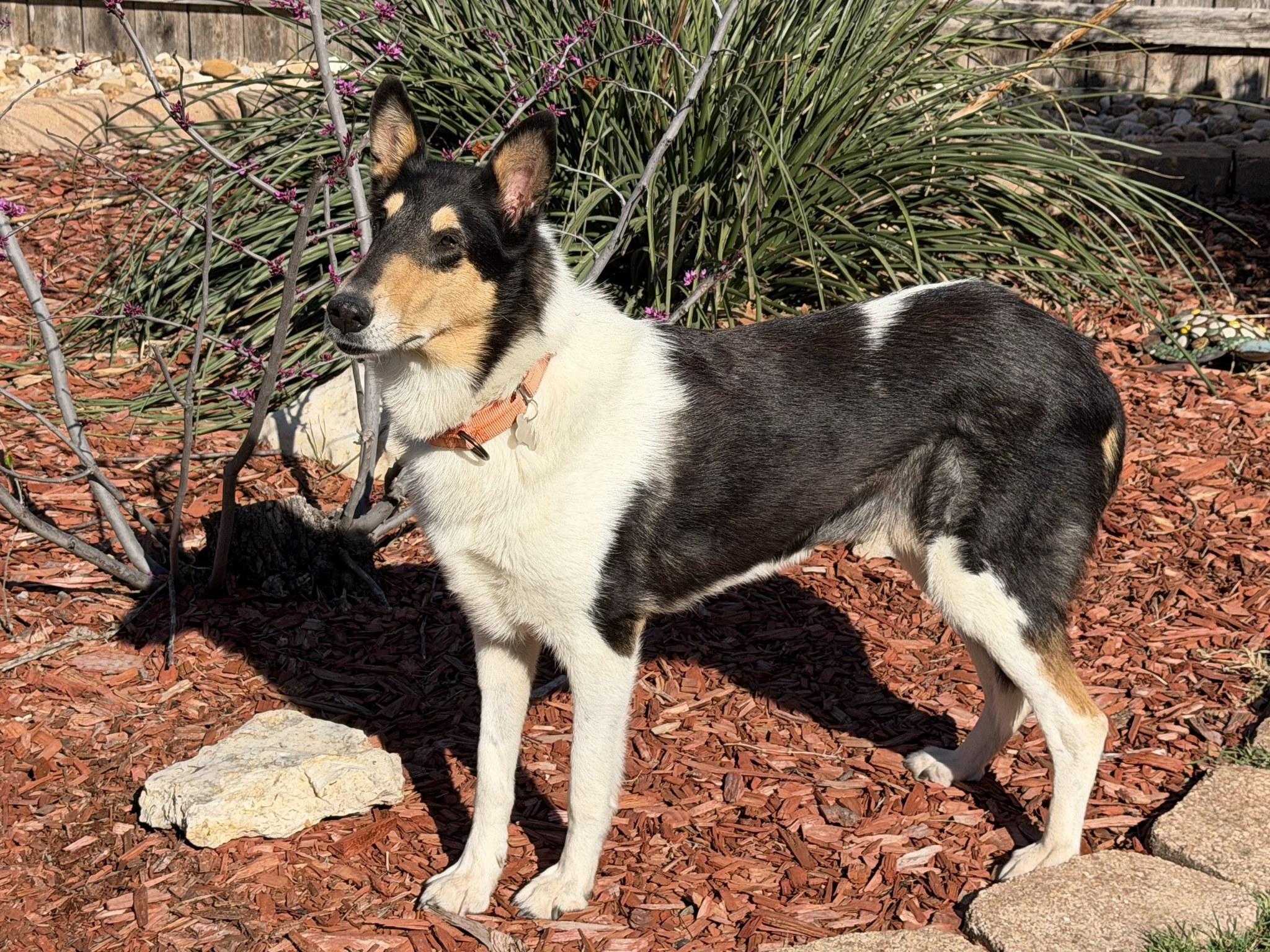 Enlarge Grace, a ADOPTABLE Smooth Collie in Missouri City, TX image 2/3