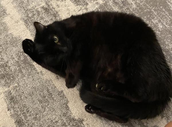 Enlarge Cherry, a Adoptable mixed breed in New York, NY image 2/6