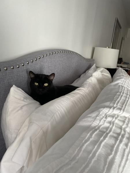 Enlarge Cherry, a Adoptable mixed breed in New York, NY image 3/6