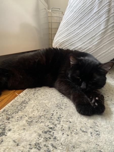 Enlarge Cherry, a Adoptable mixed breed in New York, NY image 4/6