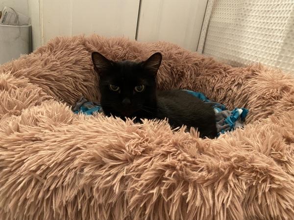 Enlarge Cherry, a Adoptable mixed breed in New York, NY image 6/6