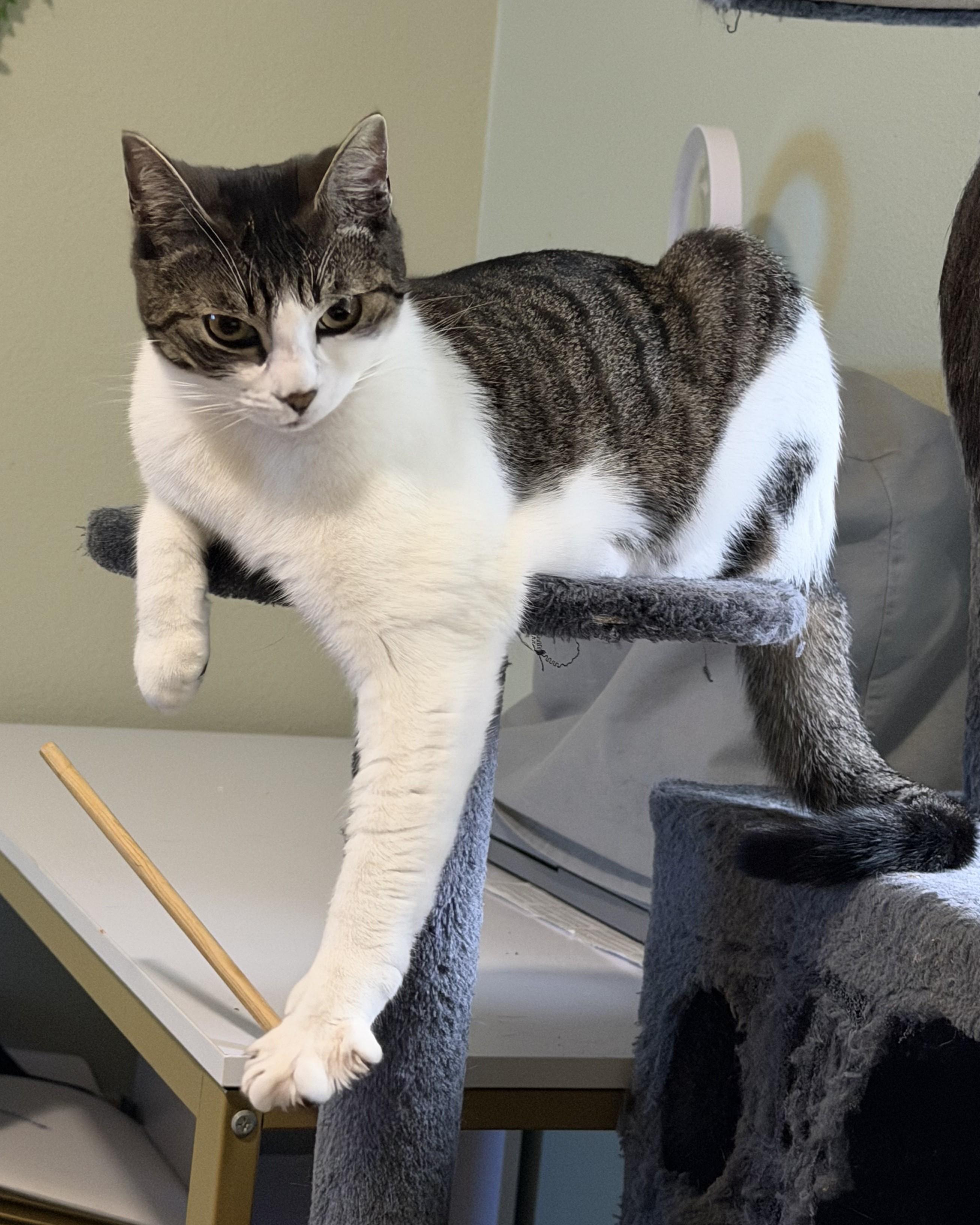 Enlarge Lyla (bonded with Georgie), a Adoptable Domestic Short Hair in Silverton, OR image 2/4