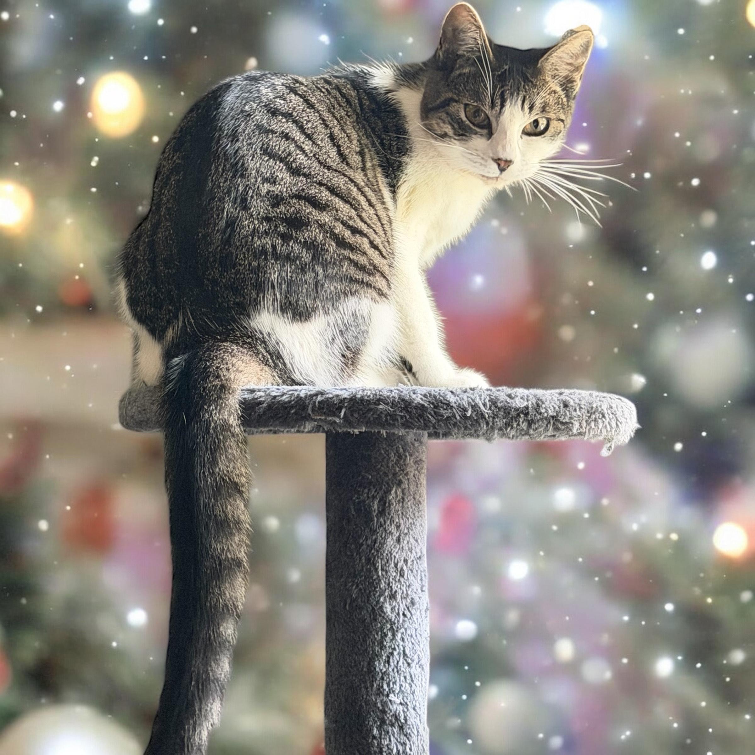 Enlarge Lyla (bonded with Georgie), a Adoptable Domestic Short Hair in Silverton, OR image 1/4