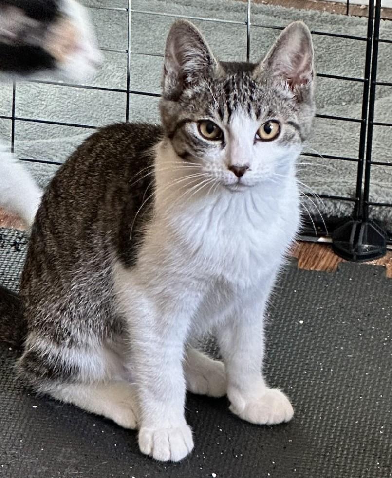 Lyla (bonded with Georgie), a Adoptable Domestic Short Hair in Silverton, OR image 1/6