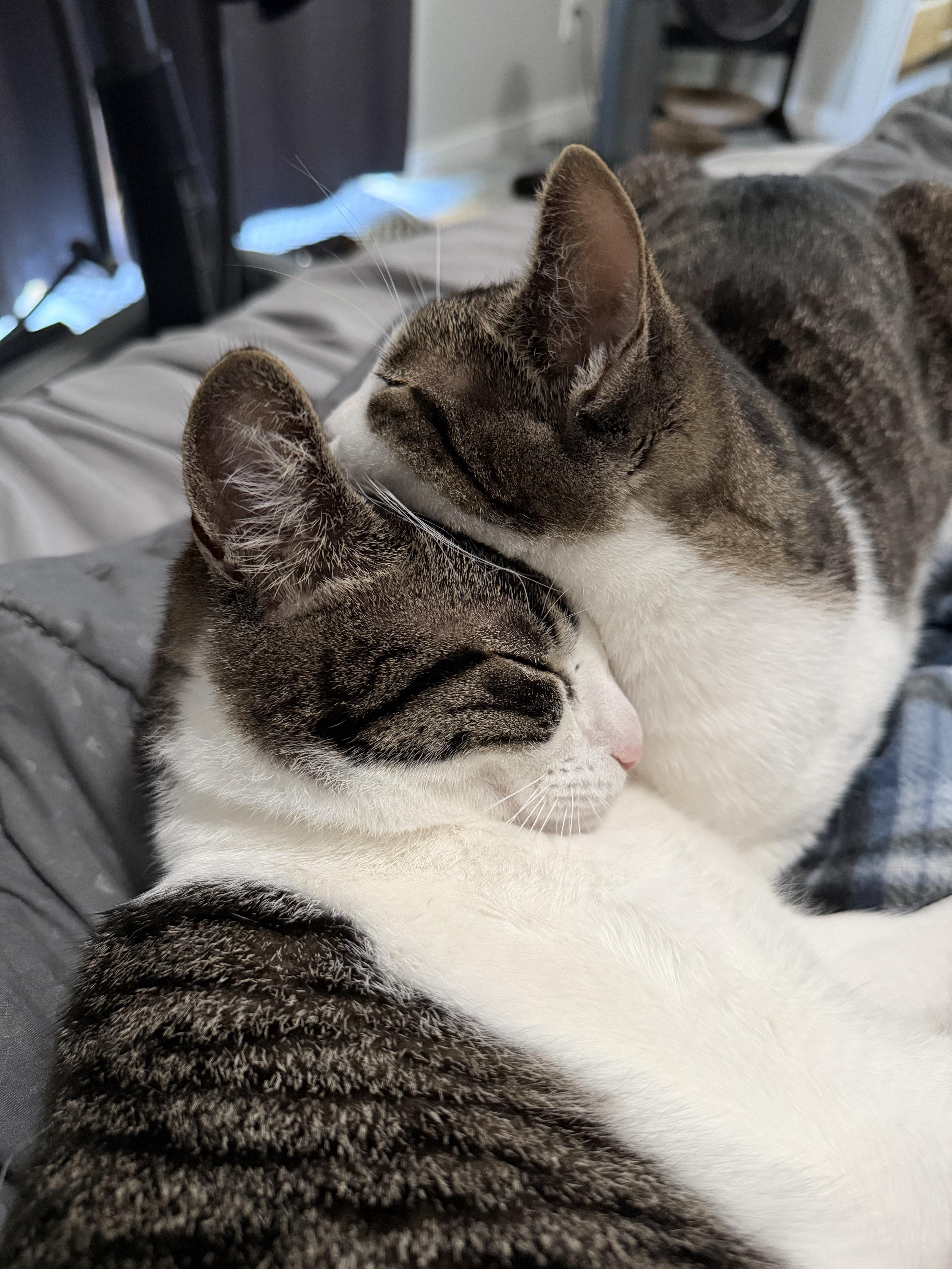 Enlarge Lyla (bonded with Georgie), a Adoptable Domestic Short Hair in Silverton, OR image 4/4